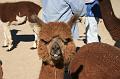 20081029 Alpacas 016